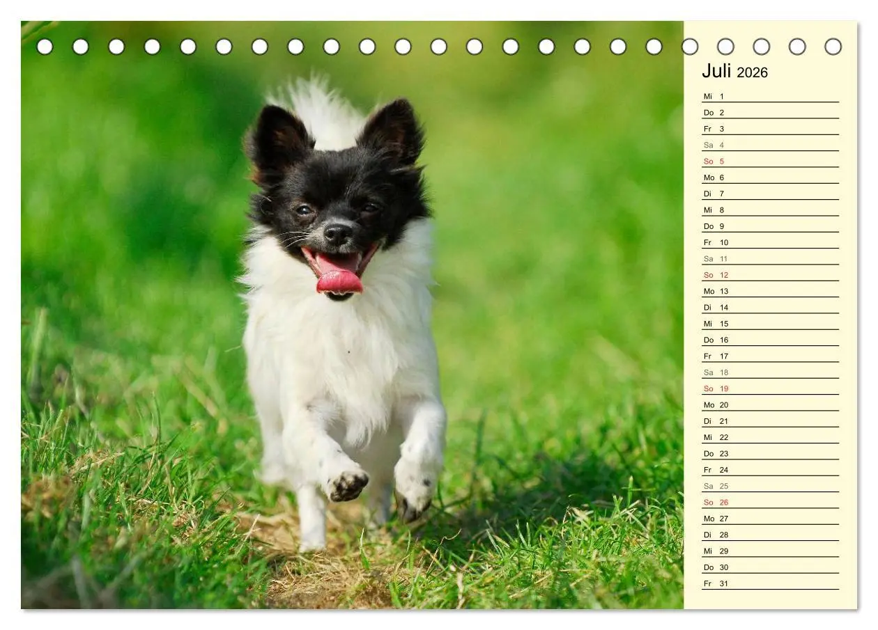 Bild: 9783516004021 | Chihuahua - Kleine Hunde ganz groß (Tischkalender 2026 DIN A5...