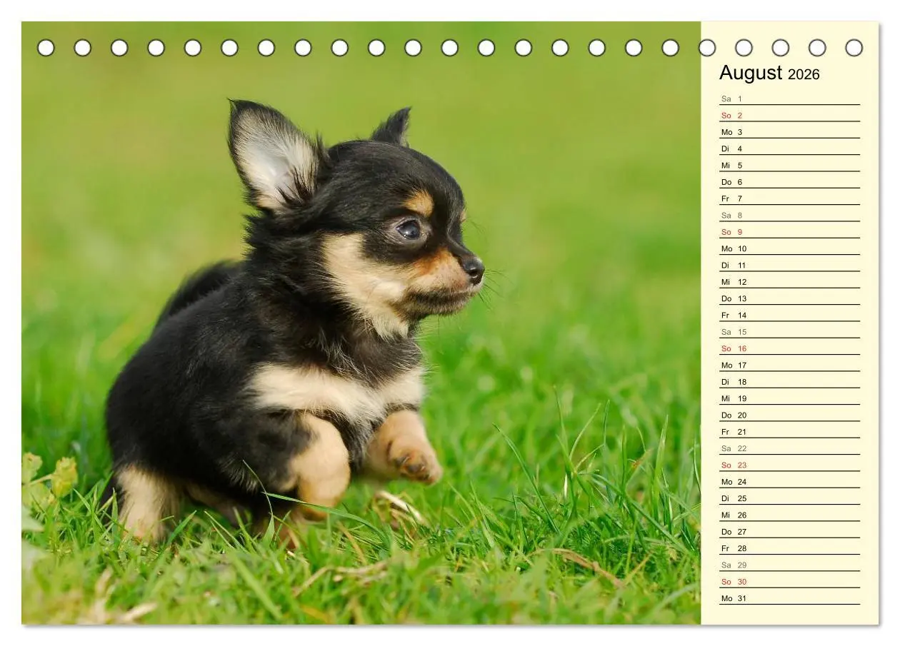 Bild: 9783516004021 | Chihuahua - Kleine Hunde ganz groß (Tischkalender 2026 DIN A5...