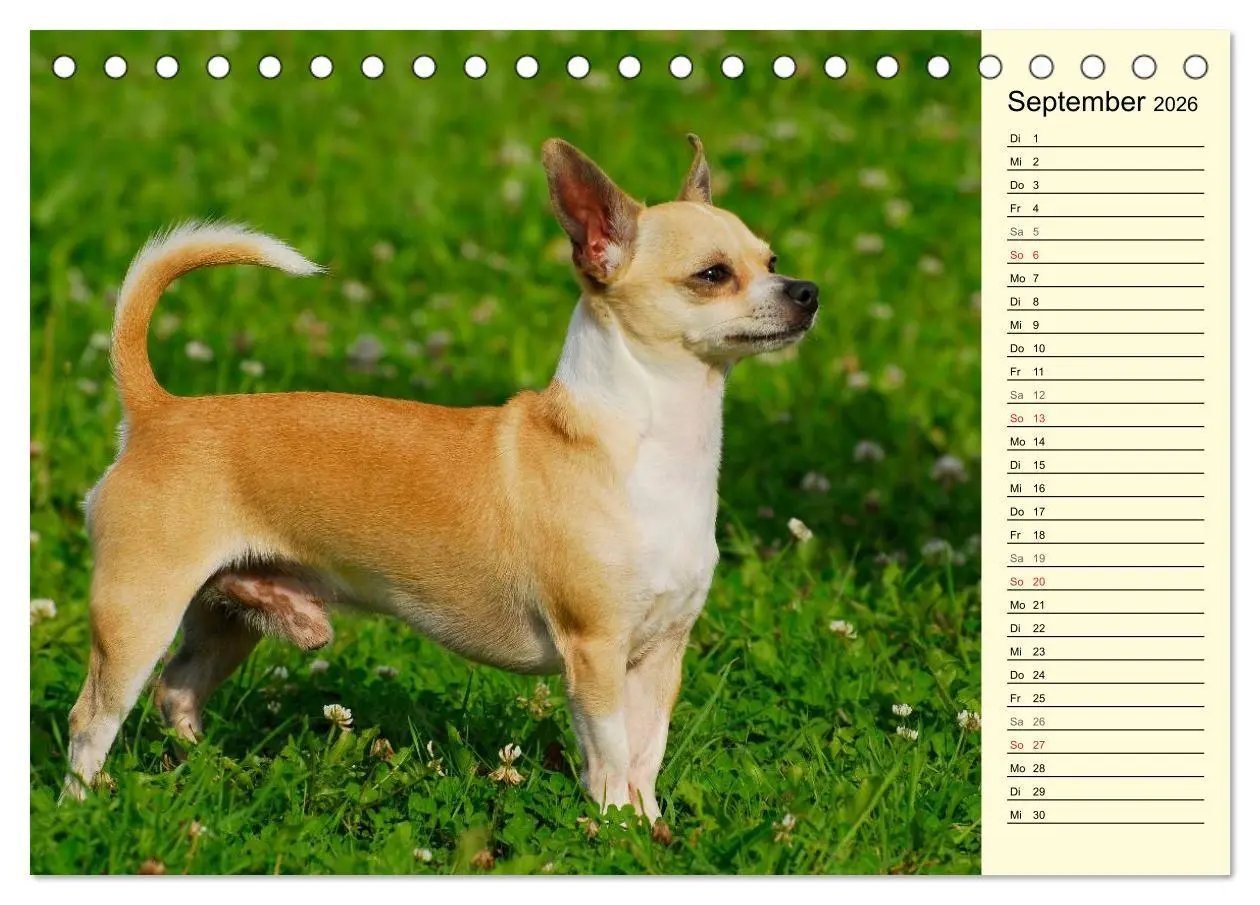Bild: 9783516004021 | Chihuahua - Kleine Hunde ganz groß (Tischkalender 2026 DIN A5...