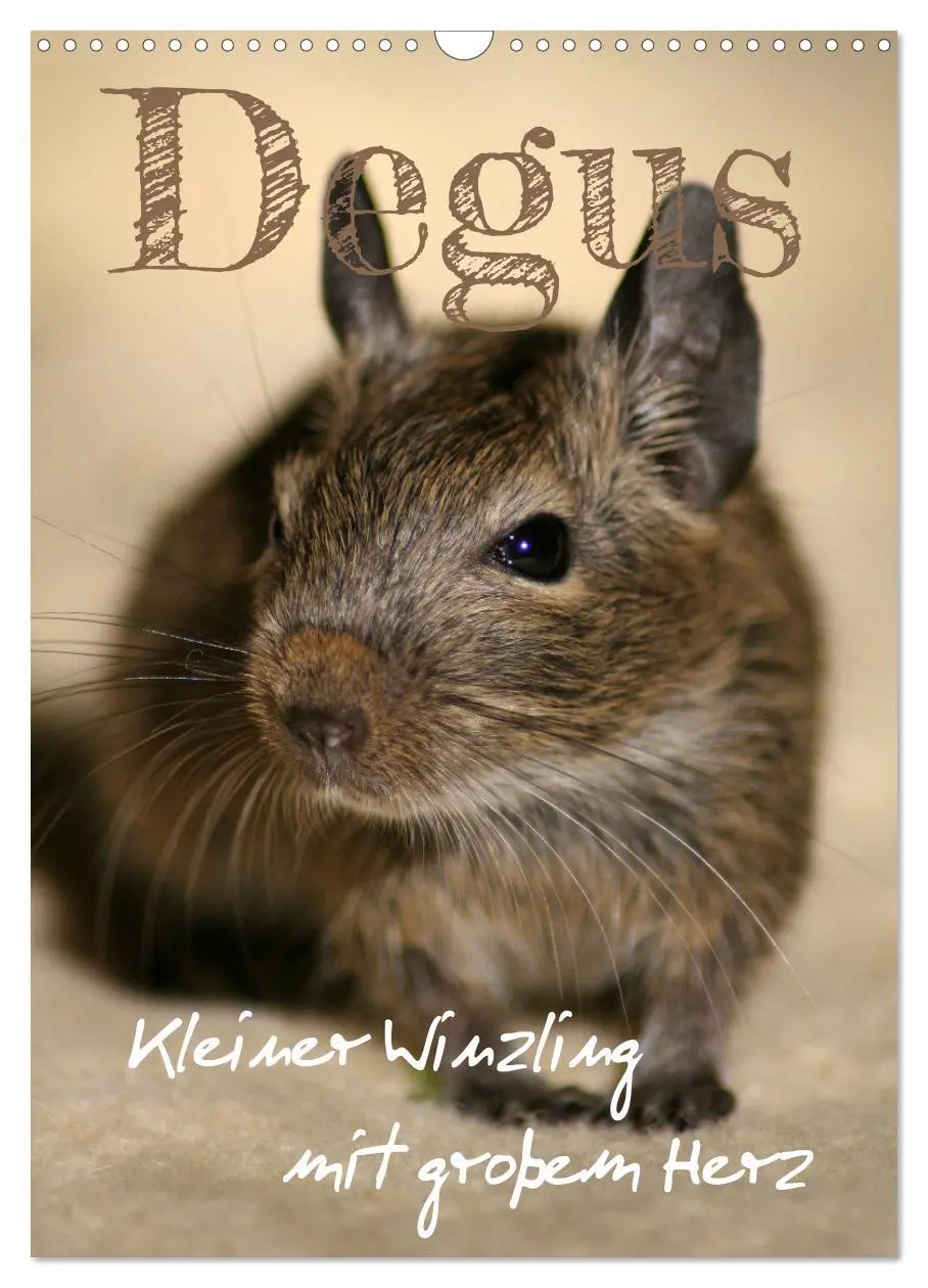 Cover: 9783516314021 | Degus - Winzlinge mit großem Herz (Wandkalender 2026 DIN A3 hoch),...