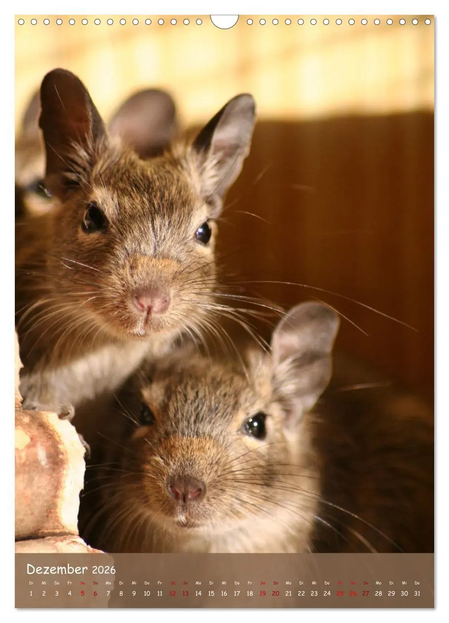 Bild: 9783516314021 | Degus - Winzlinge mit großem Herz (Wandkalender 2026 DIN A3 hoch),...