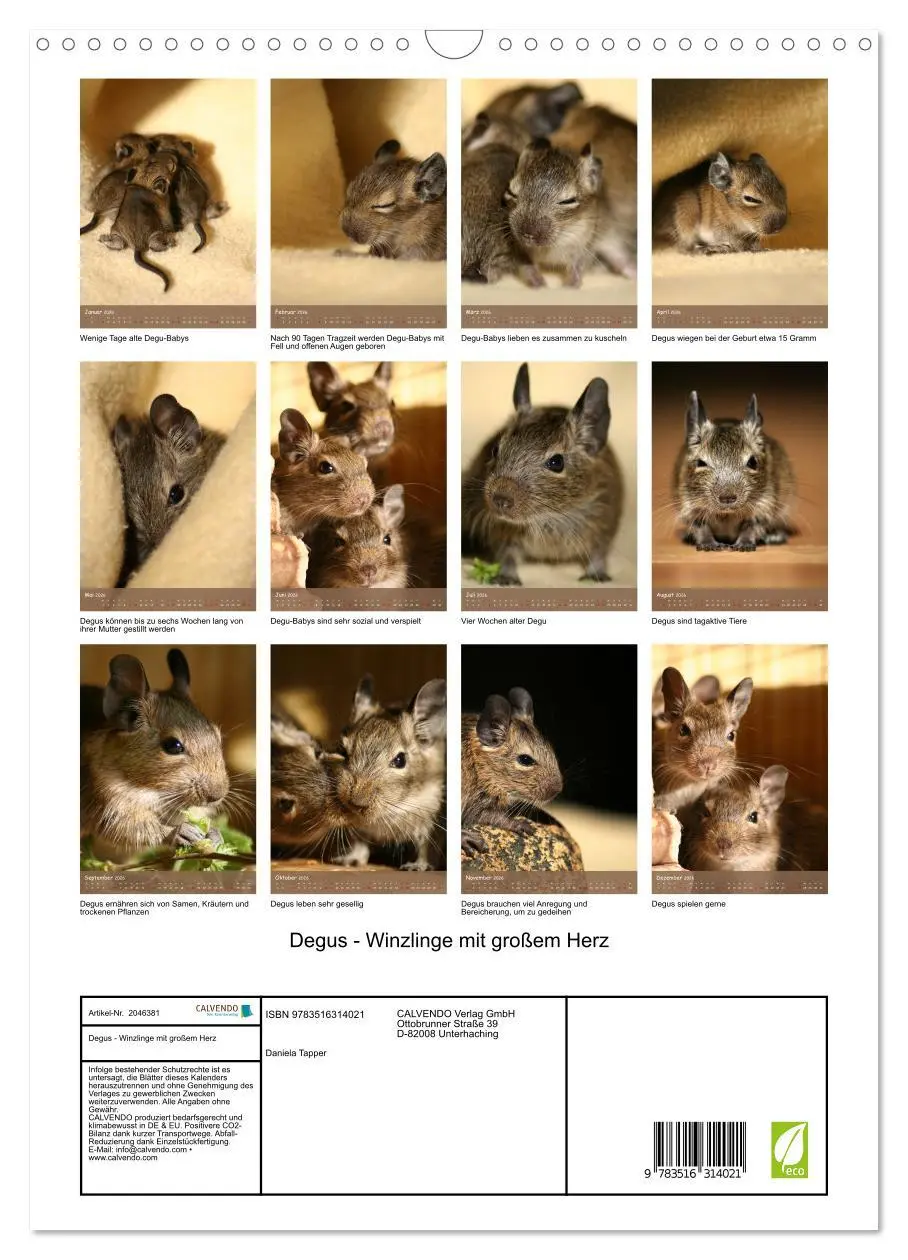 Bild: 9783516314021 | Degus - Winzlinge mit großem Herz (Wandkalender 2026 DIN A3 hoch),...