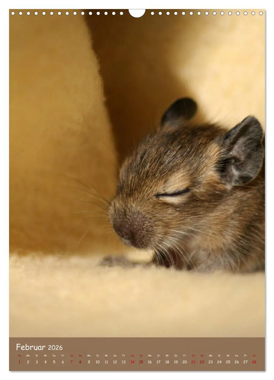 Bild: 9783516314021 | Degus - Winzlinge mit großem Herz (Wandkalender 2026 DIN A3 hoch),...
