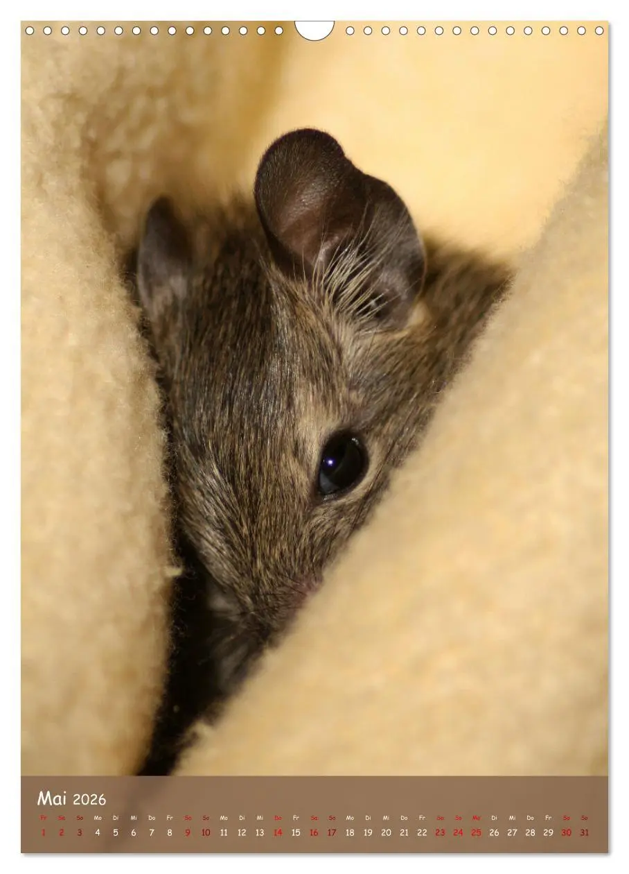 Bild: 9783516314021 | Degus - Winzlinge mit großem Herz (Wandkalender 2026 DIN A3 hoch),...