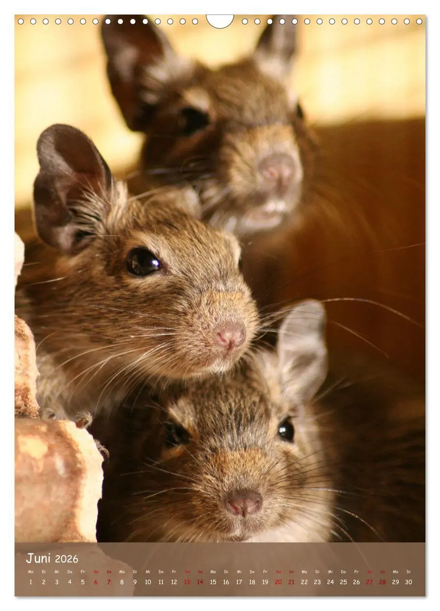 Bild: 9783516314021 | Degus - Winzlinge mit großem Herz (Wandkalender 2026 DIN A3 hoch),...