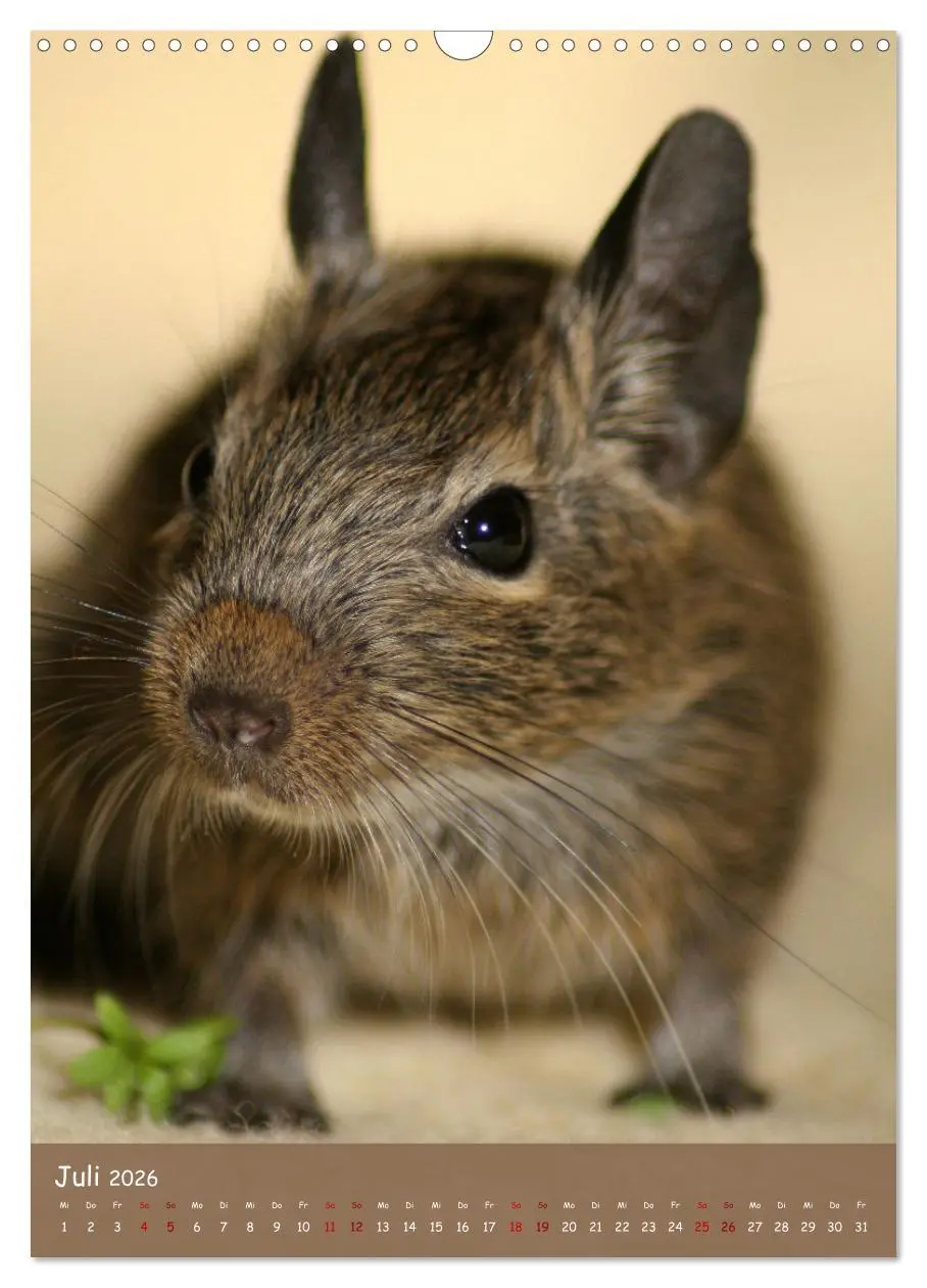 Bild: 9783516314021 | Degus - Winzlinge mit großem Herz (Wandkalender 2026 DIN A3 hoch),...