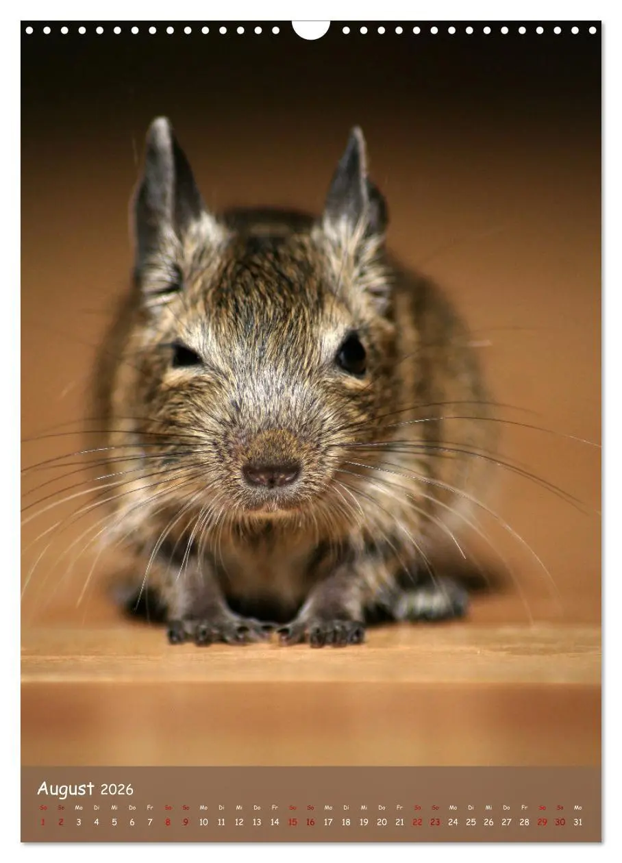 Bild: 9783516314021 | Degus - Winzlinge mit großem Herz (Wandkalender 2026 DIN A3 hoch),...