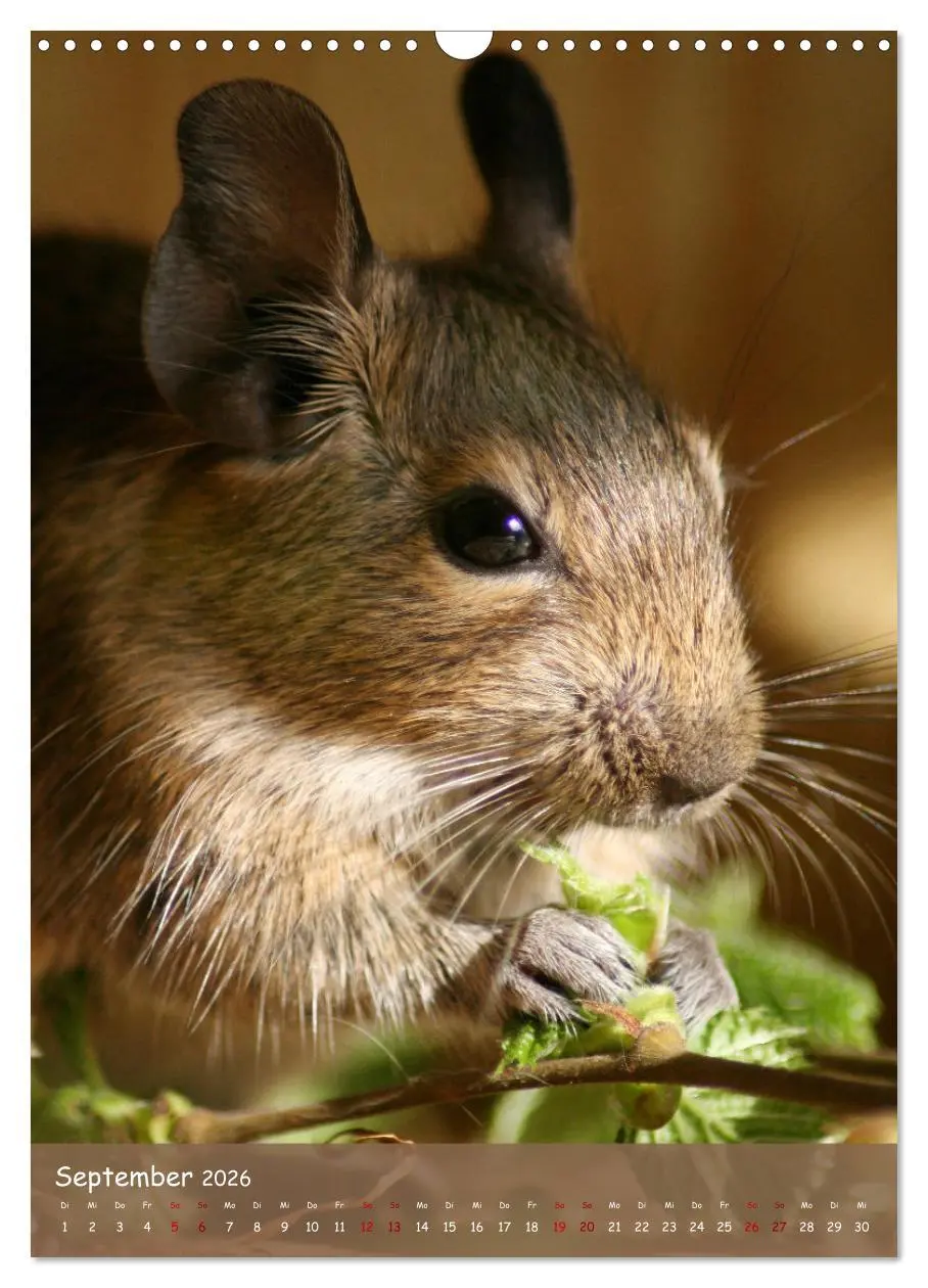 Bild: 9783516314021 | Degus - Winzlinge mit großem Herz (Wandkalender 2026 DIN A3 hoch),...
