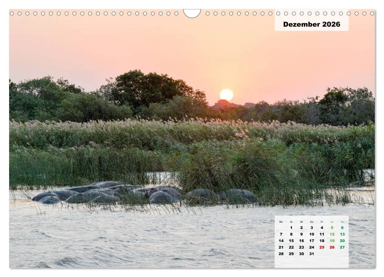 Bild: 9783457834121 | Nilpferde, Kolosse im Wasser (Wandkalender 2026 DIN A3 quer),...