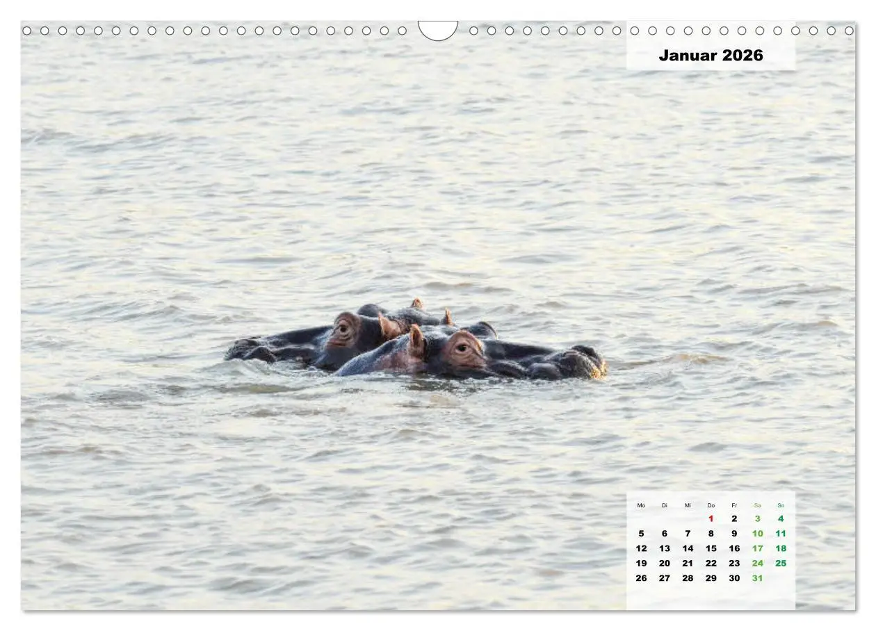 Bild: 9783457834121 | Nilpferde, Kolosse im Wasser (Wandkalender 2026 DIN A3 quer),...