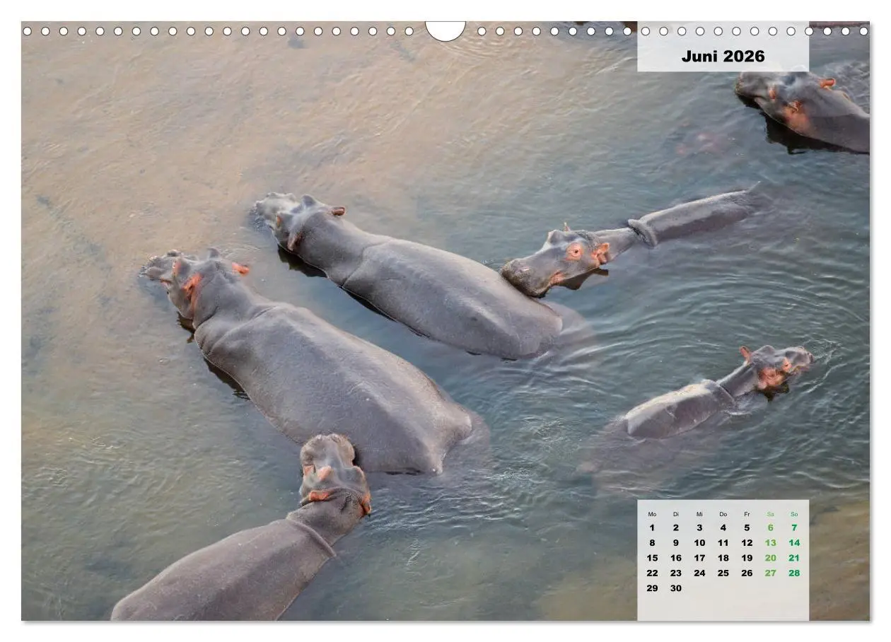 Bild: 9783457834121 | Nilpferde, Kolosse im Wasser (Wandkalender 2026 DIN A3 quer),...