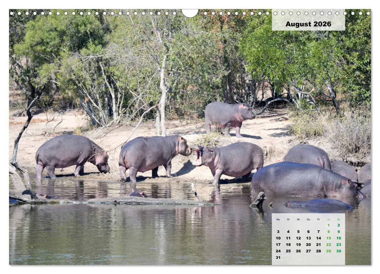 Bild: 9783457834121 | Nilpferde, Kolosse im Wasser (Wandkalender 2026 DIN A3 quer),...