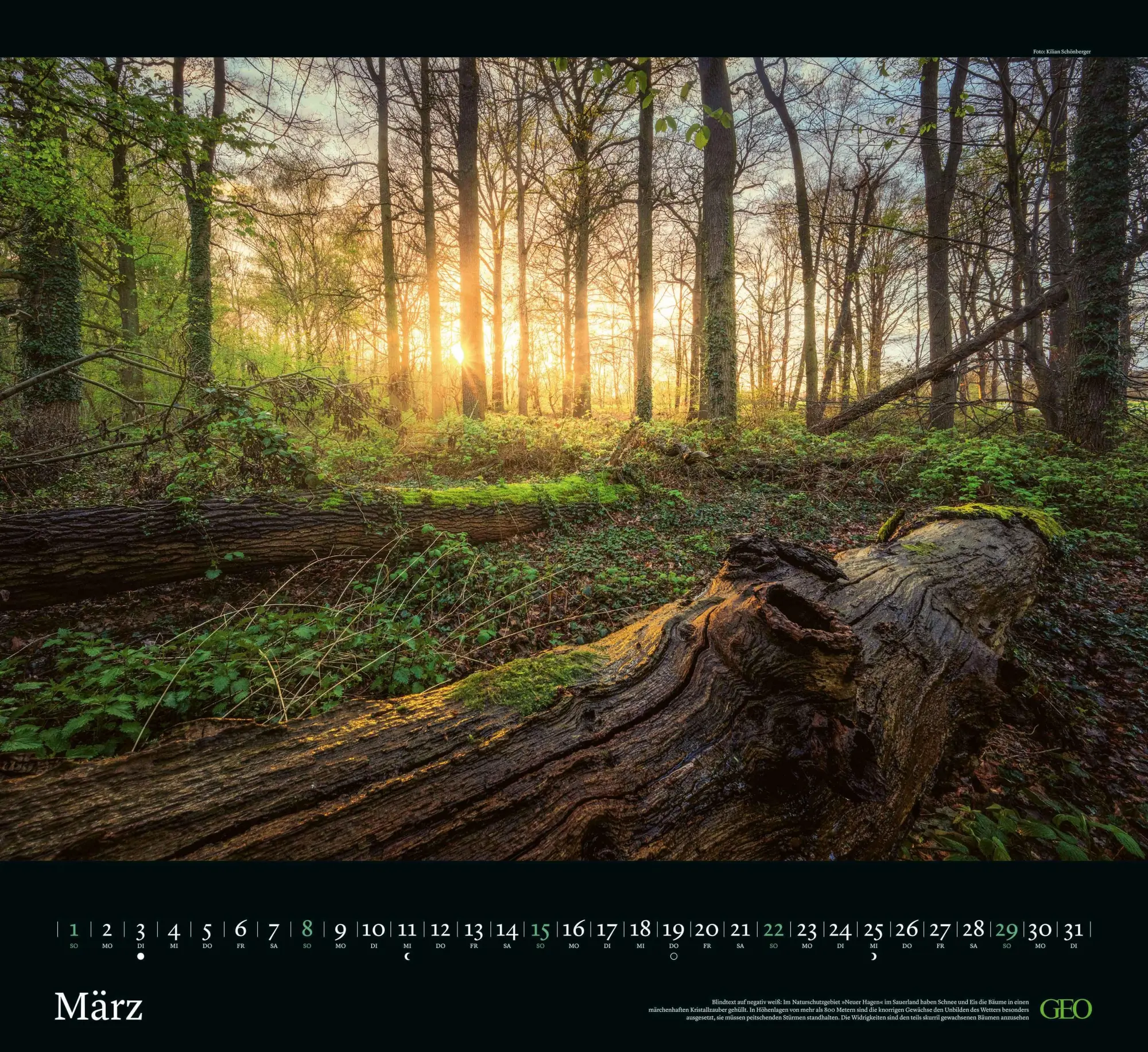 Bild: 4069095004221 | GEO Kalender: Sehnsucht Wald 2026 - Wand-Kalender - Natur-Kalender...