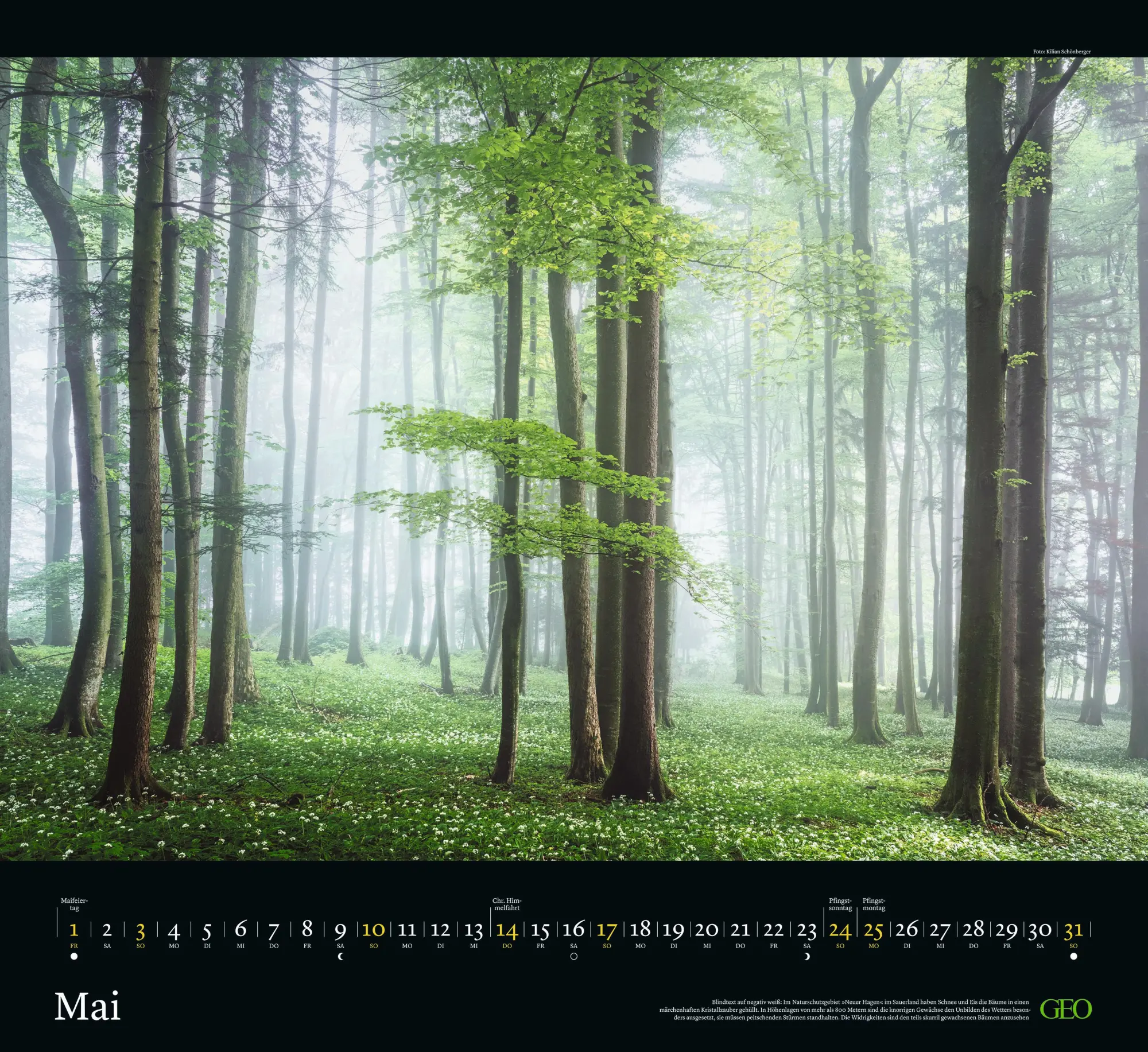 Bild: 4069095004221 | GEO Kalender: Sehnsucht Wald 2026 - Wand-Kalender - Natur-Kalender...