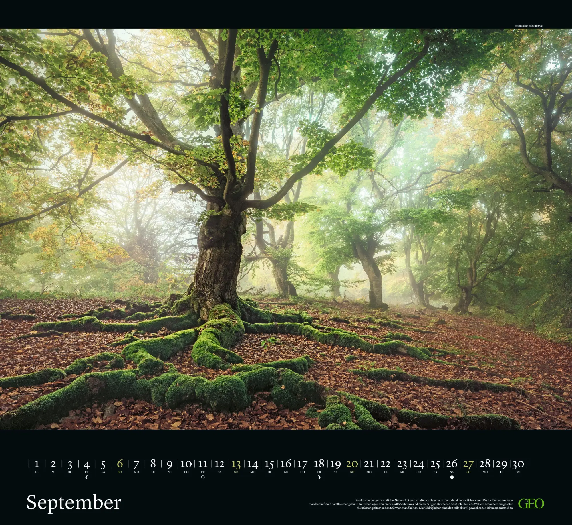 Bild: 4069095004221 | GEO Kalender: Sehnsucht Wald 2026 - Wand-Kalender - Natur-Kalender...