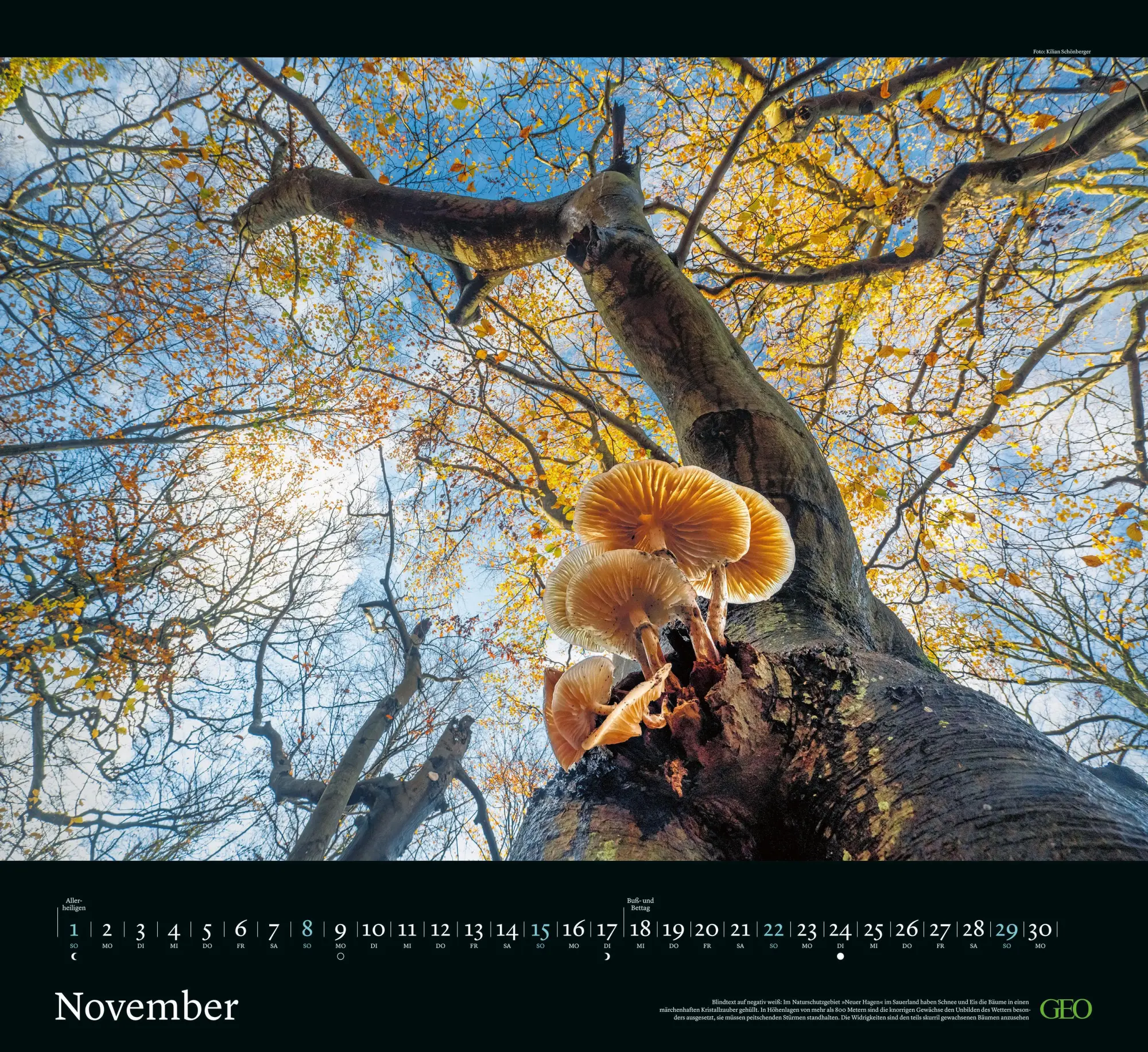 Bild: 4069095004221 | GEO Kalender: Sehnsucht Wald 2026 - Wand-Kalender - Natur-Kalender...