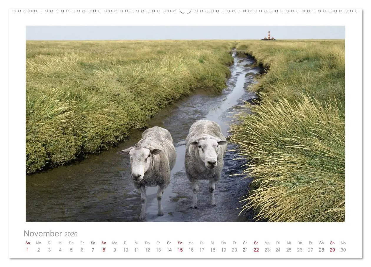 Bild: 9783516084221 | Nordsee Schafe (hochwertiger Premium Wandkalender 2026 DIN A2...