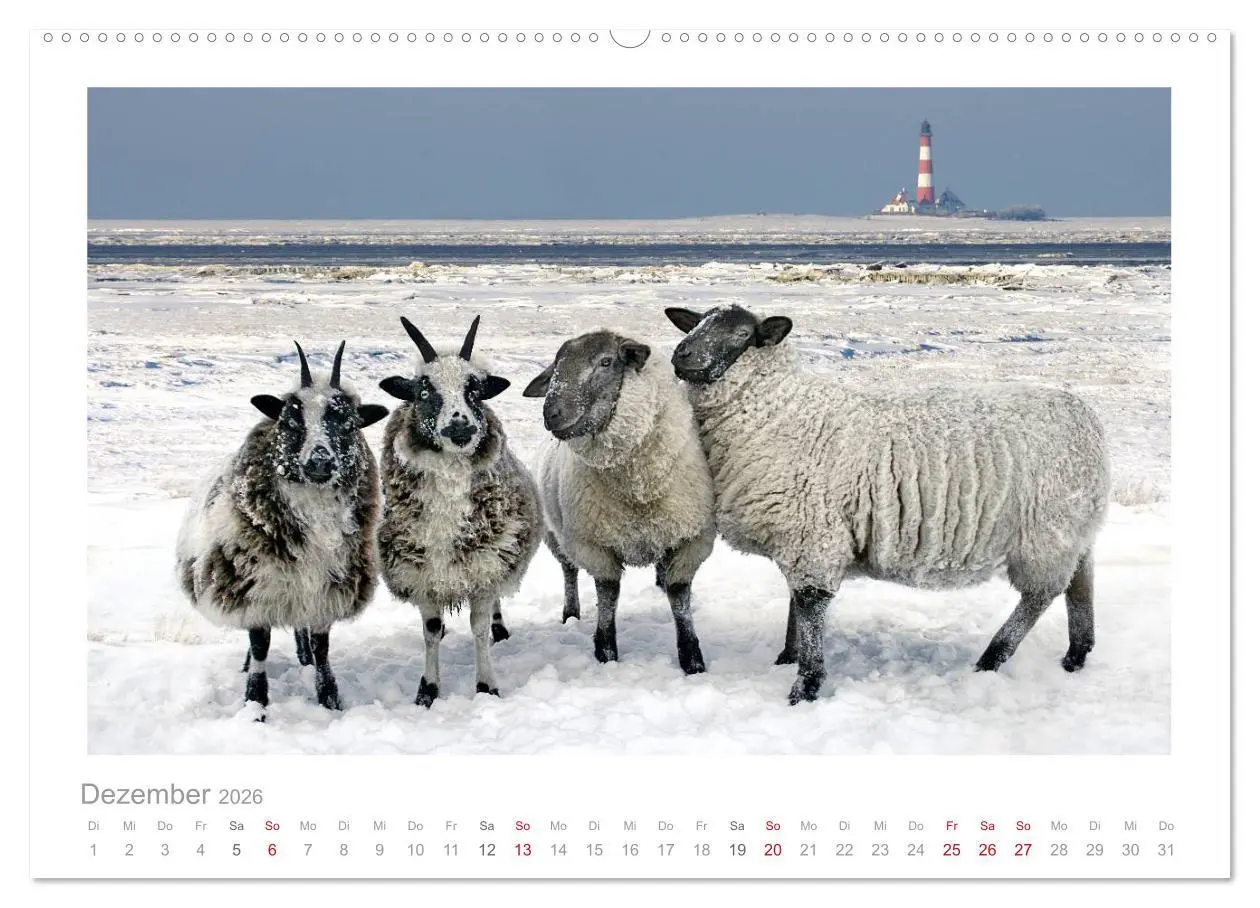 Bild: 9783516084221 | Nordsee Schafe (hochwertiger Premium Wandkalender 2026 DIN A2...
