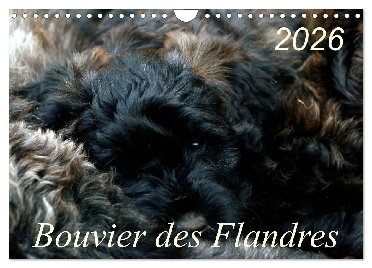 Cover: 9783516224221 | Bouvier des Flandres (Wandkalender 2026 DIN A4 quer), CALVENDO...