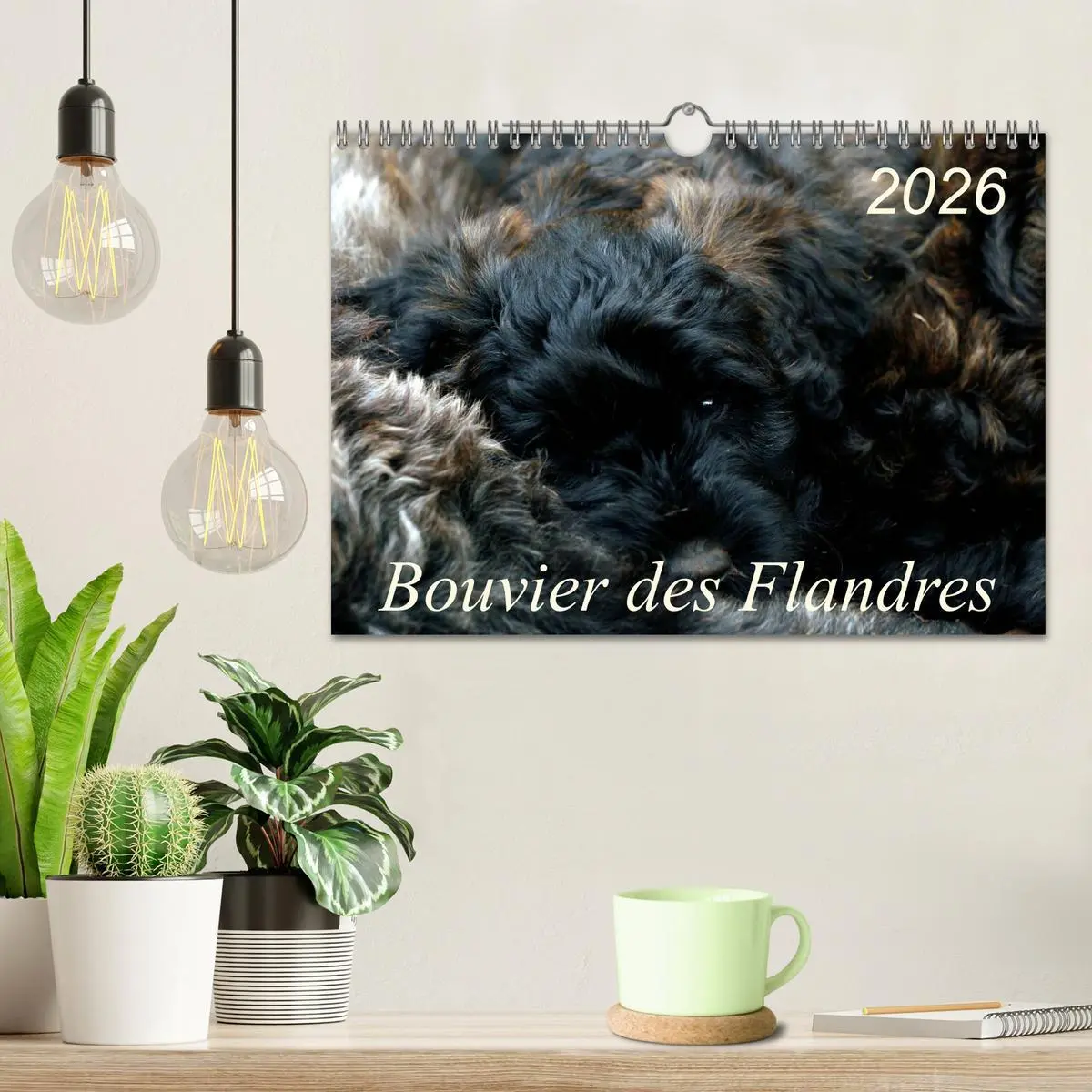 Bild: 9783516224221 | Bouvier des Flandres (Wandkalender 2026 DIN A4 quer), CALVENDO...