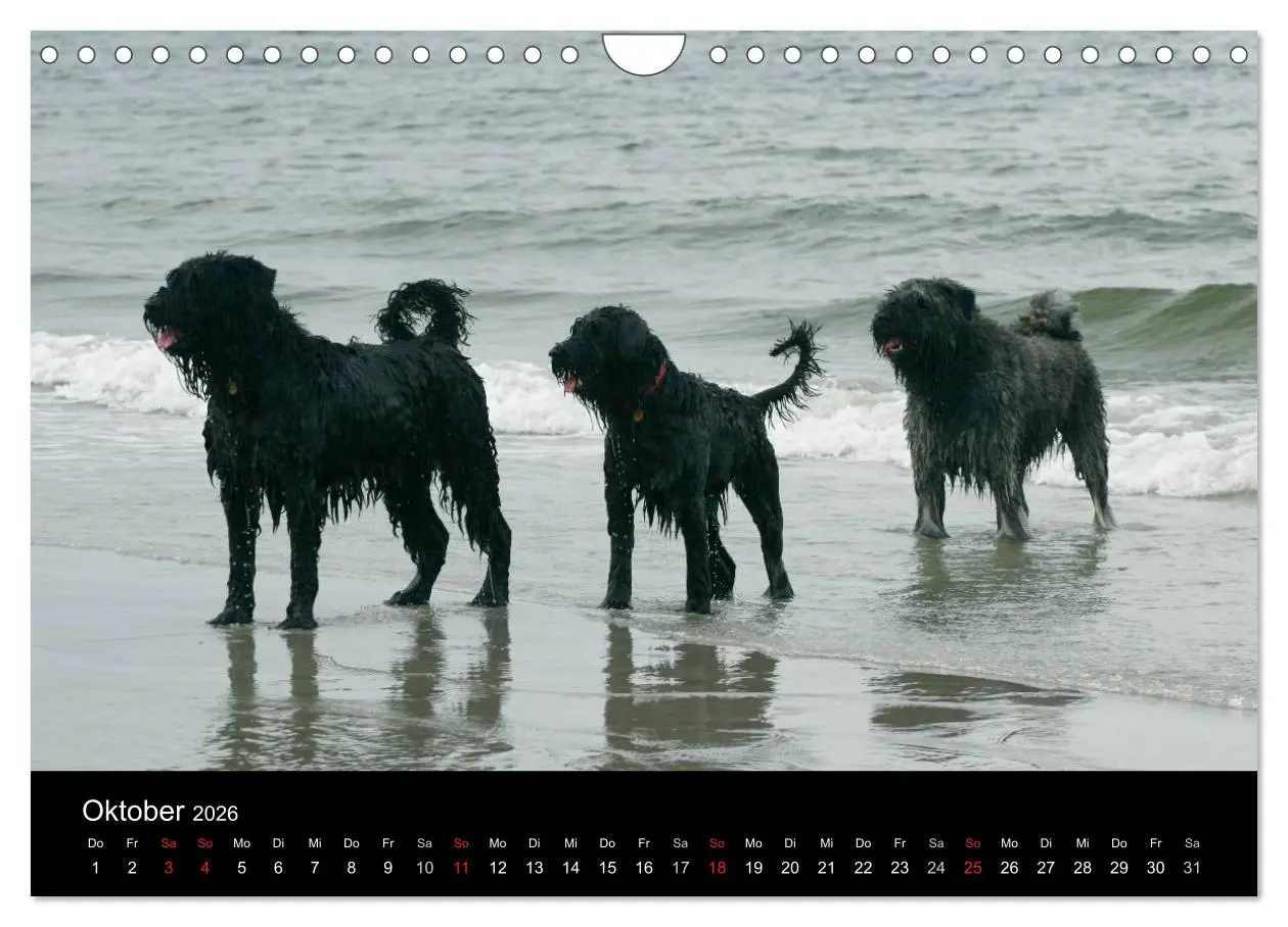 Bild: 9783516224221 | Bouvier des Flandres (Wandkalender 2026 DIN A4 quer), CALVENDO...