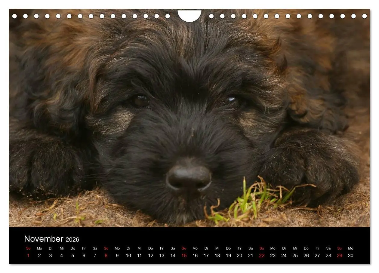 Bild: 9783516224221 | Bouvier des Flandres (Wandkalender 2026 DIN A4 quer), CALVENDO...