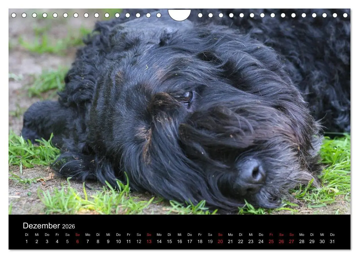 Bild: 9783516224221 | Bouvier des Flandres (Wandkalender 2026 DIN A4 quer), CALVENDO...