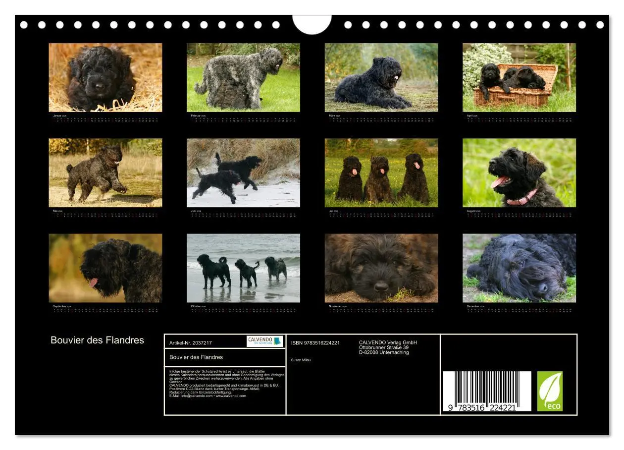 Bild: 9783516224221 | Bouvier des Flandres (Wandkalender 2026 DIN A4 quer), CALVENDO...