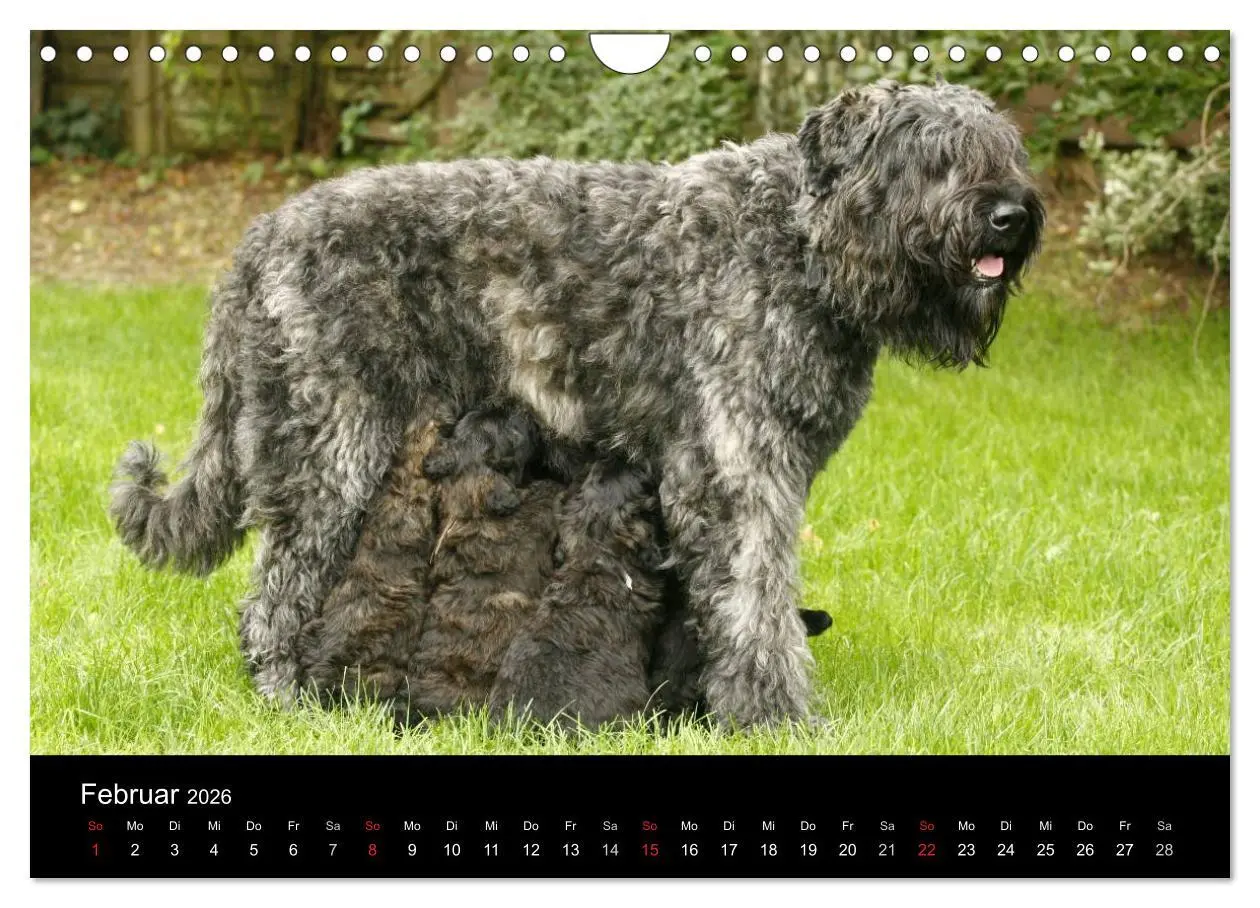 Bild: 9783516224221 | Bouvier des Flandres (Wandkalender 2026 DIN A4 quer), CALVENDO...