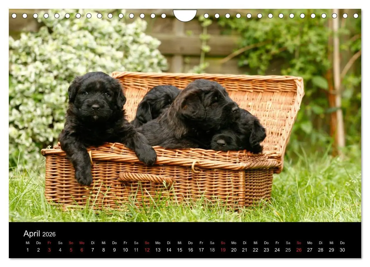 Bild: 9783516224221 | Bouvier des Flandres (Wandkalender 2026 DIN A4 quer), CALVENDO...