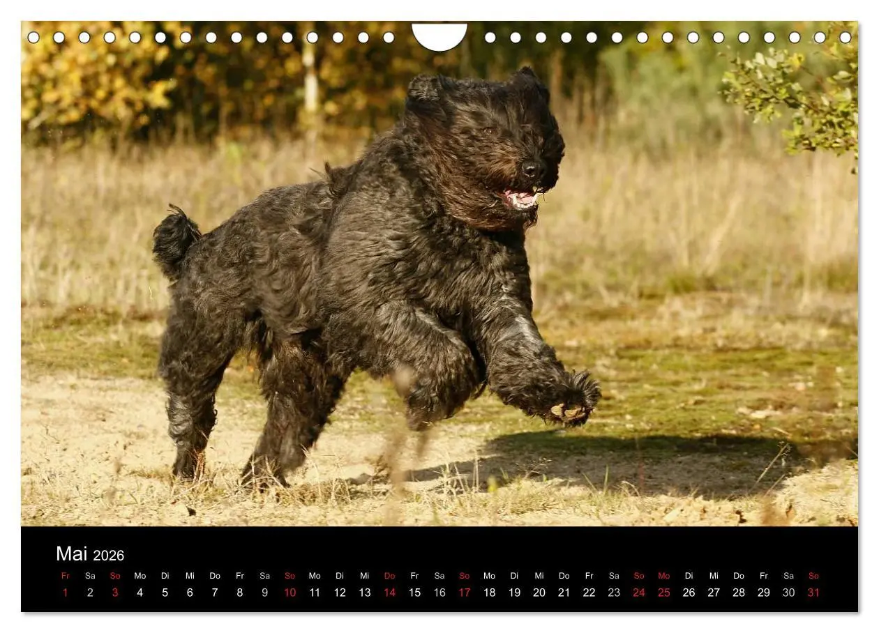 Bild: 9783516224221 | Bouvier des Flandres (Wandkalender 2026 DIN A4 quer), CALVENDO...