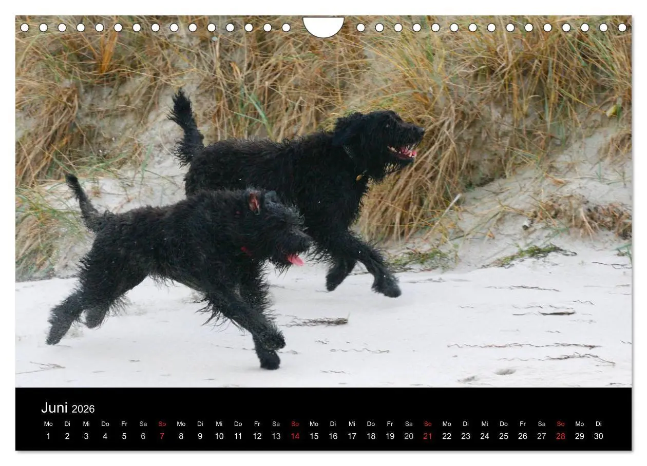 Bild: 9783516224221 | Bouvier des Flandres (Wandkalender 2026 DIN A4 quer), CALVENDO...