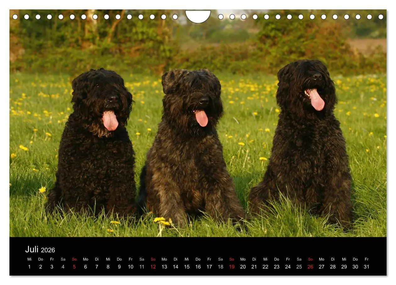 Bild: 9783516224221 | Bouvier des Flandres (Wandkalender 2026 DIN A4 quer), CALVENDO...