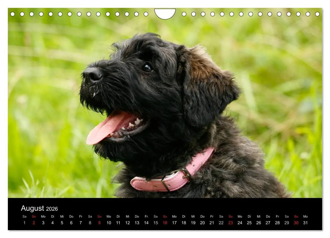 Bild: 9783516224221 | Bouvier des Flandres (Wandkalender 2026 DIN A4 quer), CALVENDO...
