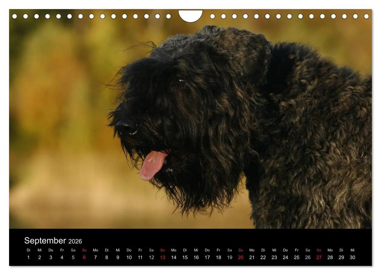Bild: 9783516224221 | Bouvier des Flandres (Wandkalender 2026 DIN A4 quer), CALVENDO...