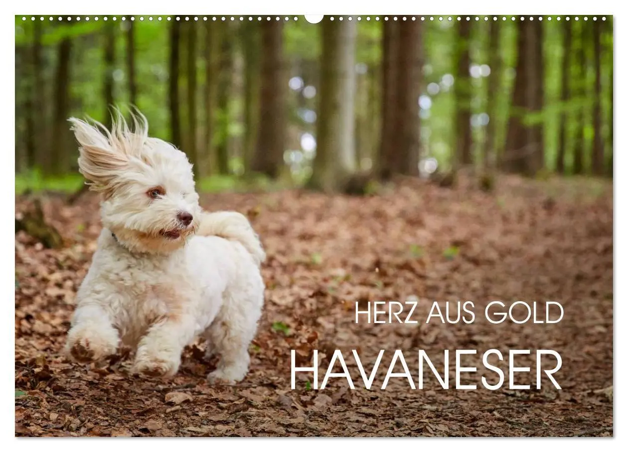 Cover: 9783457974421 | Havaneser - Herz aus Gold (Wandkalender 2026 DIN A2 quer), CALVENDO...
