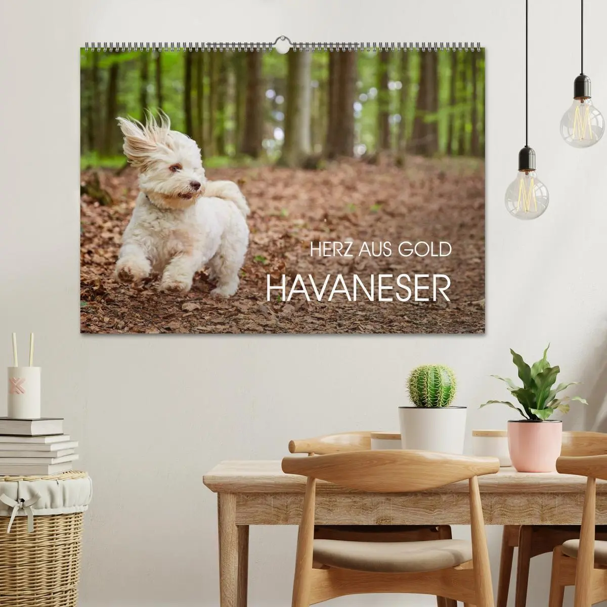 Bild: 9783457974421 | Havaneser - Herz aus Gold (Wandkalender 2026 DIN A2 quer), CALVENDO...