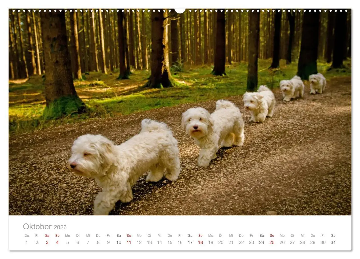Bild: 9783457974421 | Havaneser - Herz aus Gold (Wandkalender 2026 DIN A2 quer), CALVENDO...