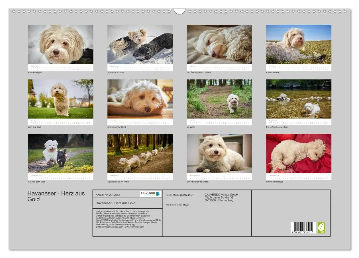 Bild: 9783457974421 | Havaneser - Herz aus Gold (Wandkalender 2026 DIN A2 quer), CALVENDO...