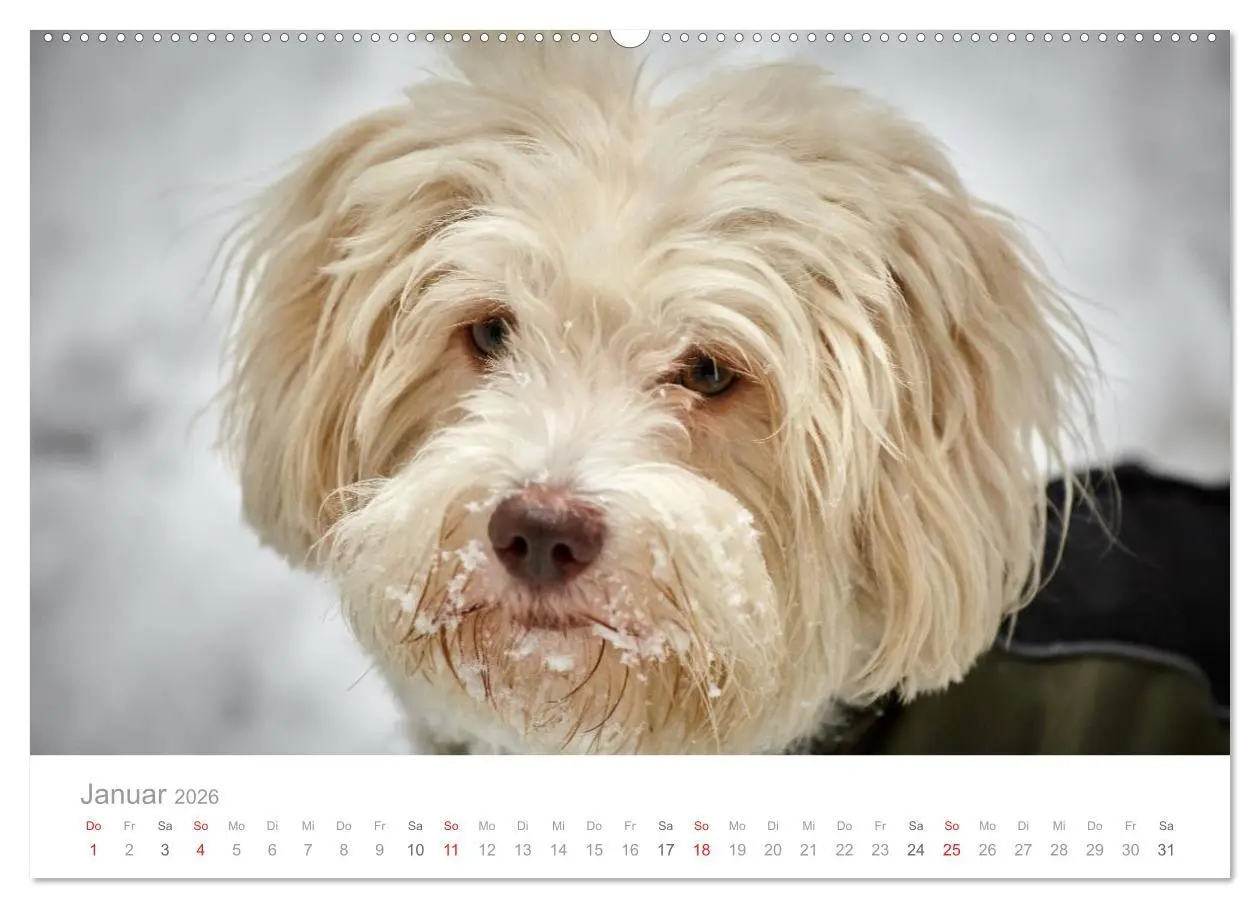 Bild: 9783457974421 | Havaneser - Herz aus Gold (Wandkalender 2026 DIN A2 quer), CALVENDO...