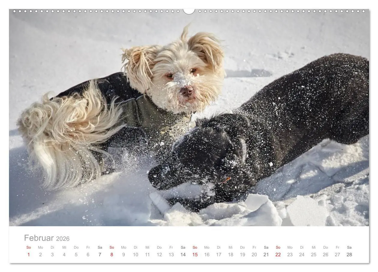 Bild: 9783457974421 | Havaneser - Herz aus Gold (Wandkalender 2026 DIN A2 quer), CALVENDO...