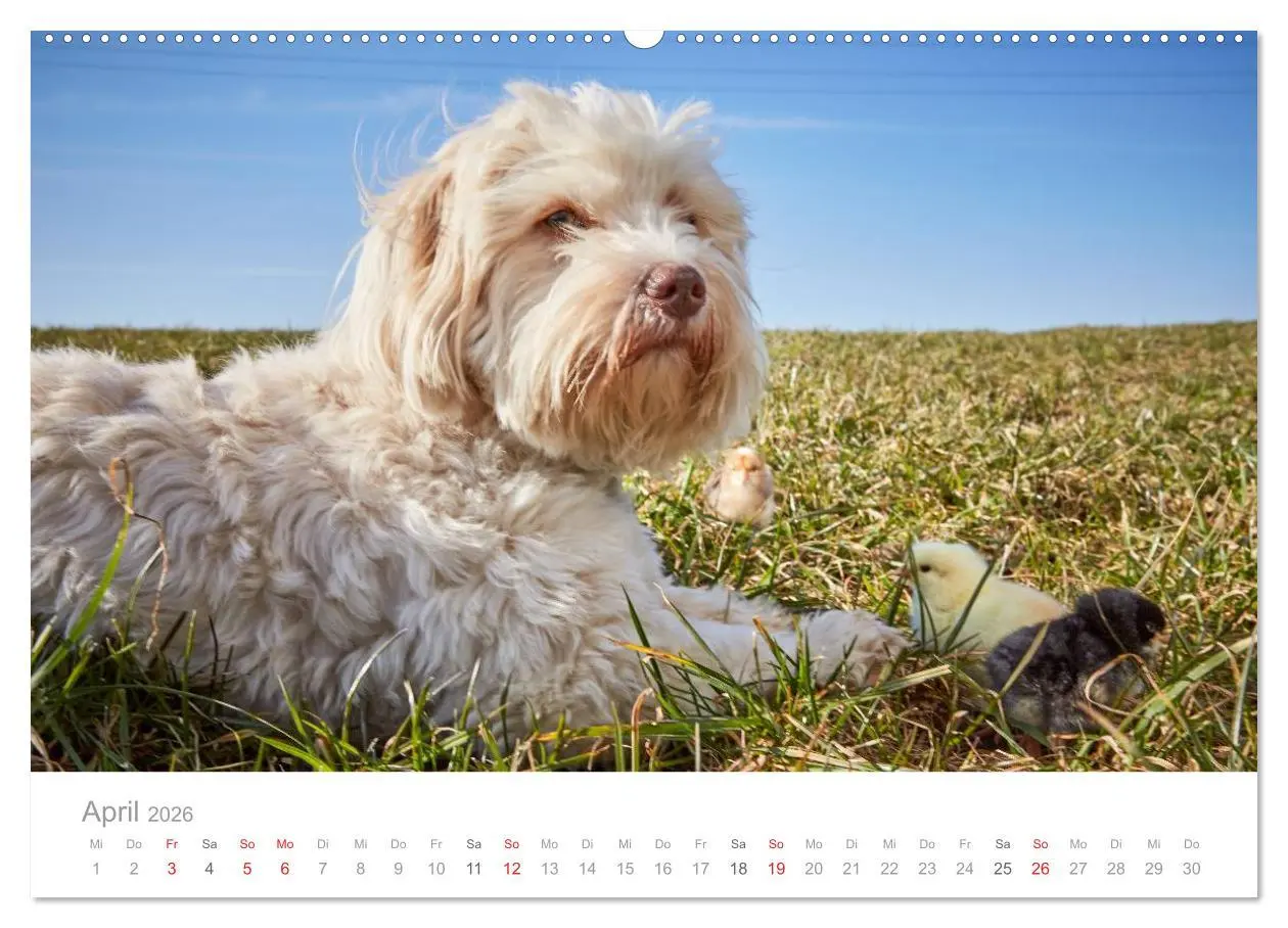 Bild: 9783457974421 | Havaneser - Herz aus Gold (Wandkalender 2026 DIN A2 quer), CALVENDO...