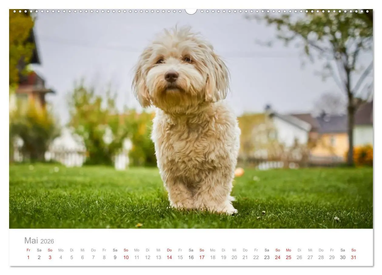 Bild: 9783457974421 | Havaneser - Herz aus Gold (Wandkalender 2026 DIN A2 quer), CALVENDO...