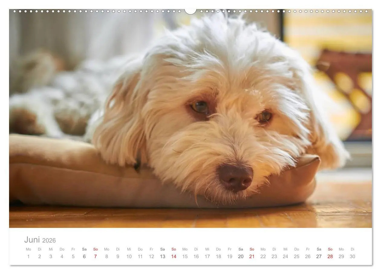 Bild: 9783457974421 | Havaneser - Herz aus Gold (Wandkalender 2026 DIN A2 quer), CALVENDO...