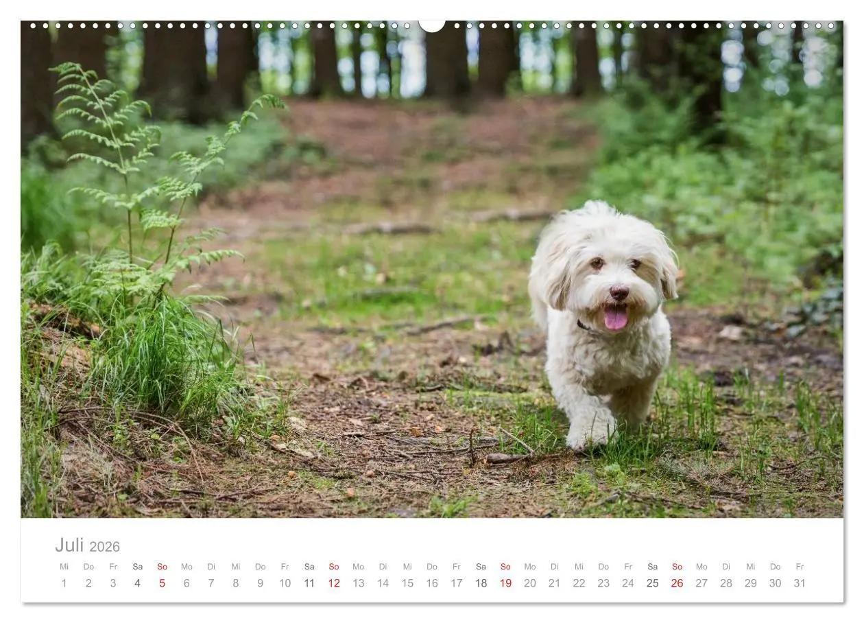 Bild: 9783457974421 | Havaneser - Herz aus Gold (Wandkalender 2026 DIN A2 quer), CALVENDO...