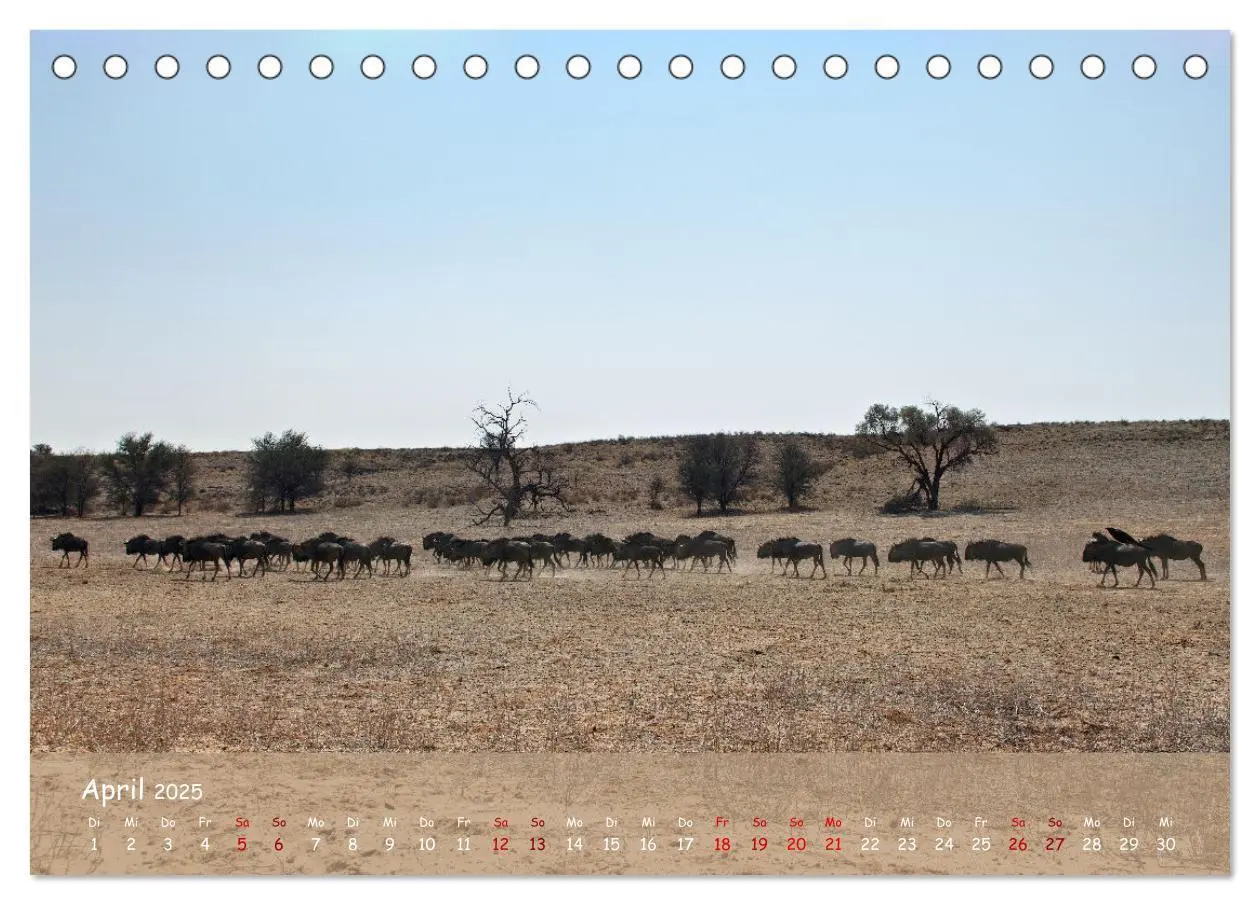 Bild: 9783435014521 | Kgalagadi - Fauna und Wildtiere in der Kalahari (Tischkalender 2025...