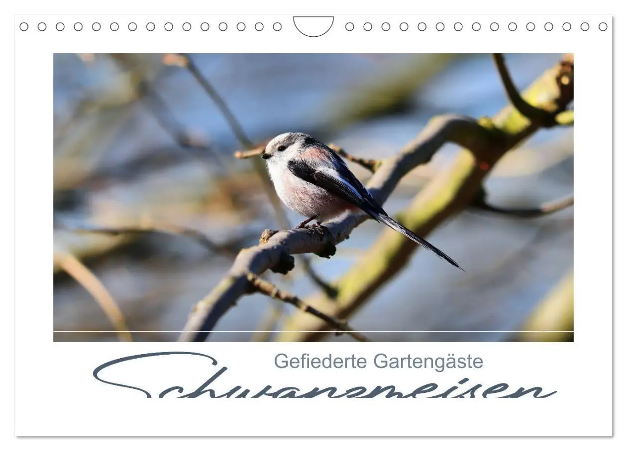 Cover: 9783457714621 | Gefiederte Gartengäste, Schwanzmeisen (Wandkalender 2026 DIN A4...