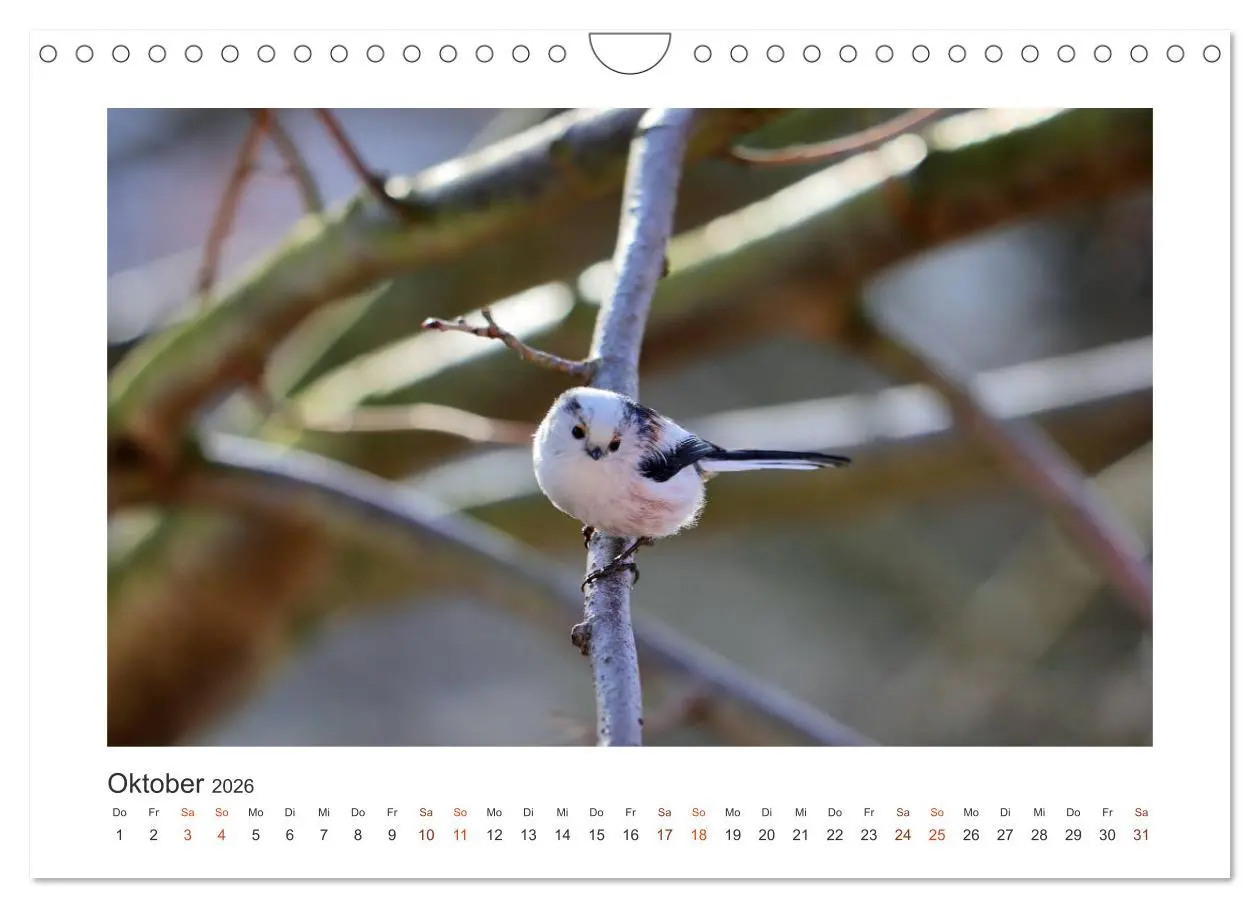 Bild: 9783457714621 | Gefiederte Gartengäste, Schwanzmeisen (Wandkalender 2026 DIN A4...