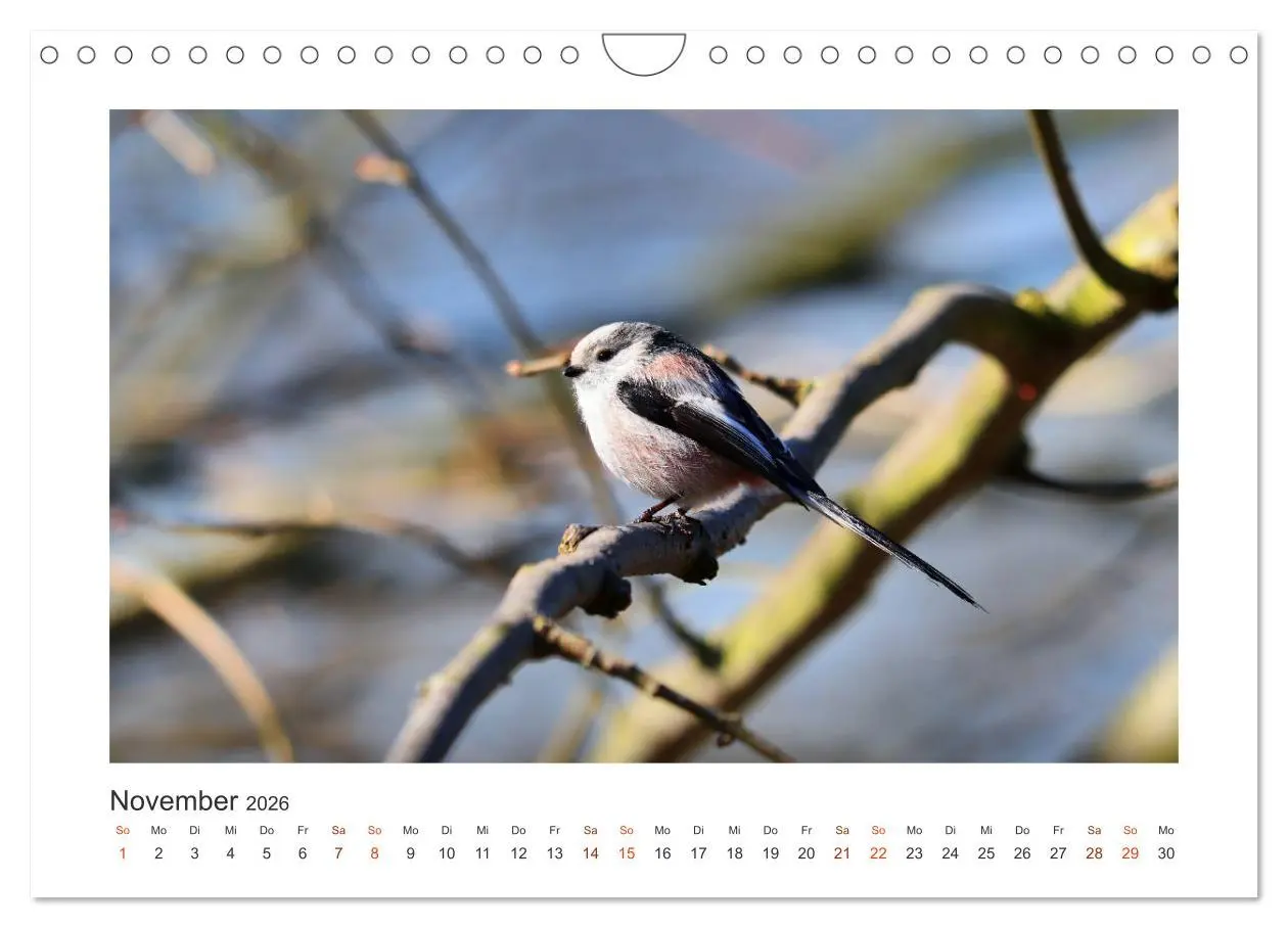 Bild: 9783457714621 | Gefiederte Gartengäste, Schwanzmeisen (Wandkalender 2026 DIN A4...