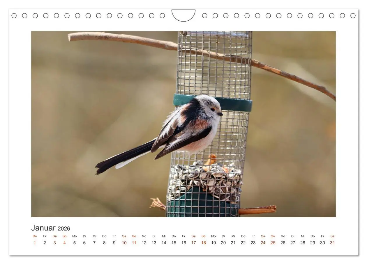 Bild: 9783457714621 | Gefiederte Gartengäste, Schwanzmeisen (Wandkalender 2026 DIN A4...